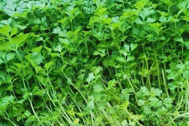 油菜开春后需不需要施肥