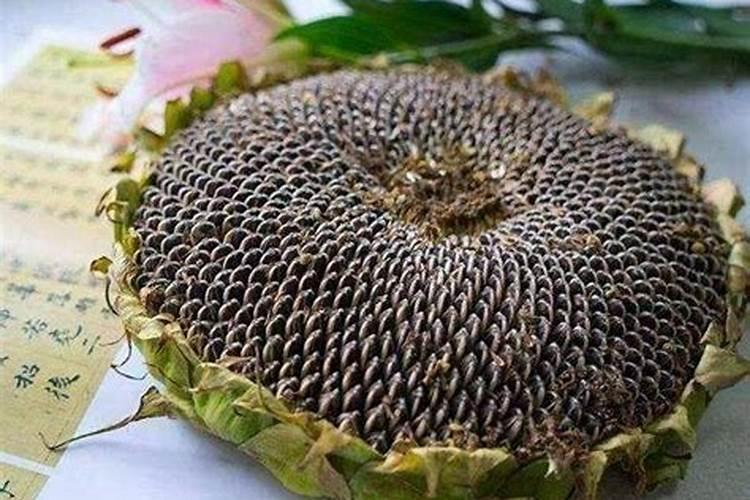 玉米专用肥可以种菊花吗