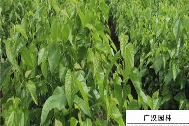 不同农作物对氮磷钾复合肥比例的要求有哪些差异？