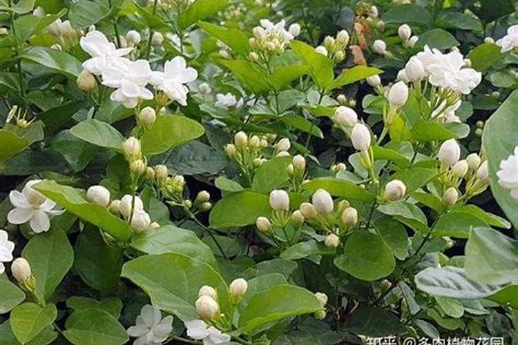 茉莉花叶片发黄还招虫该如何解决