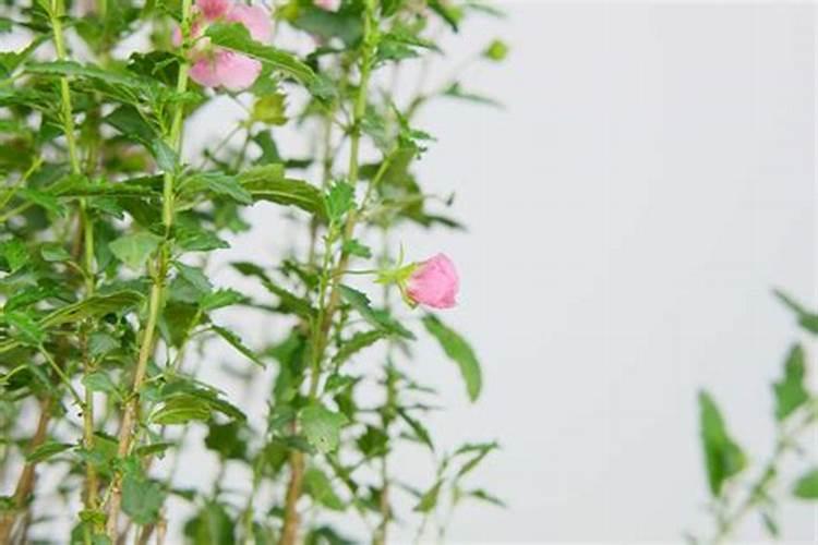 小木槿怎么施肥,小木槿的施肥养护技巧