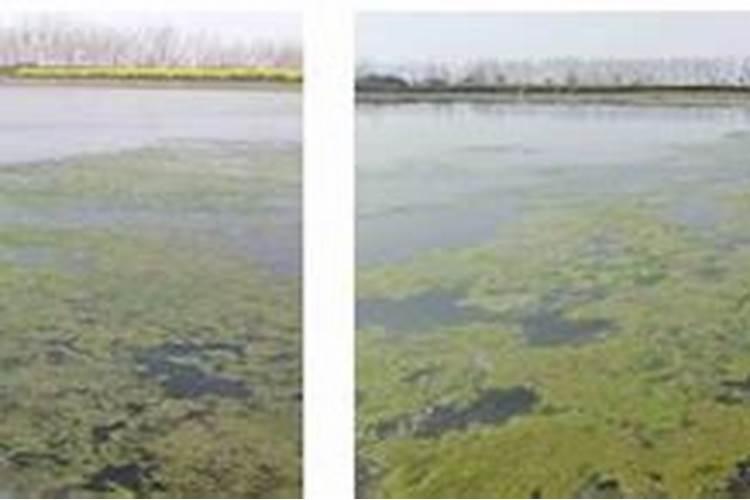 淮山的种植方法 种植山药的主要步骤