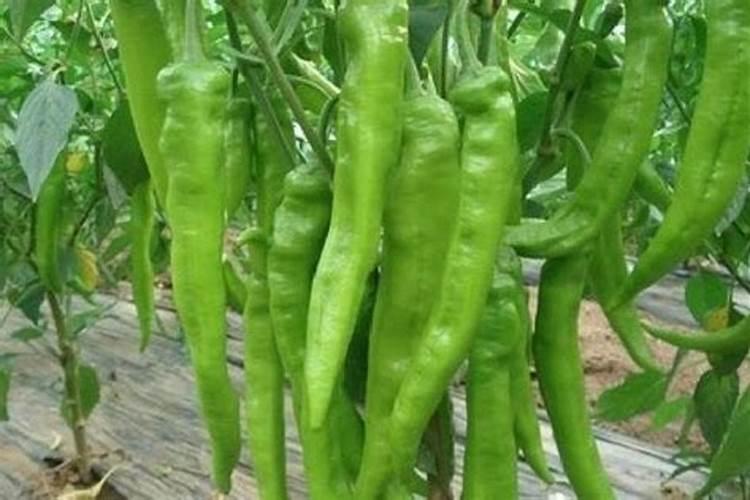 盆栽多肉植物用什么花盆颜值最高呢？