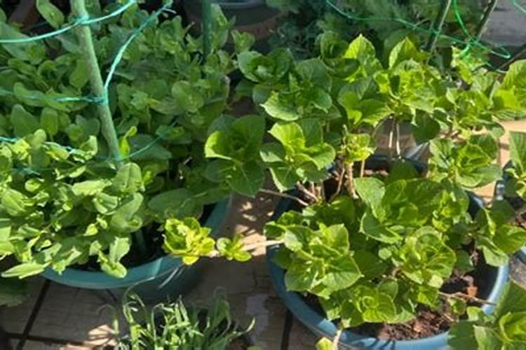 绣球花施什么肥