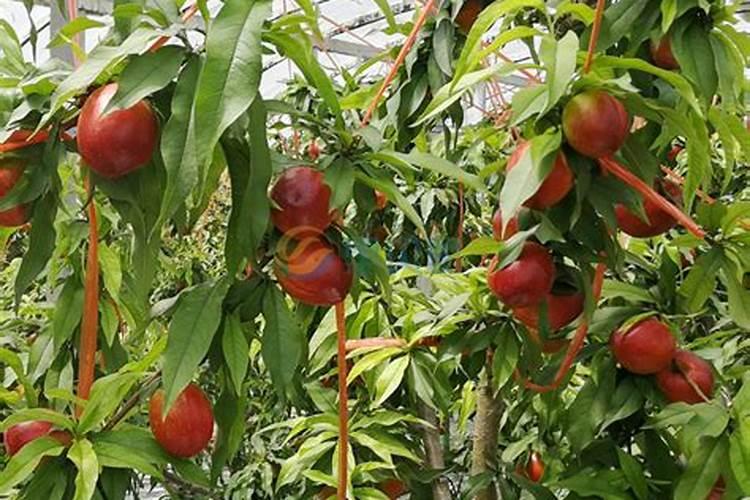 温室油桃硬核期用冲施肥比例是多少？