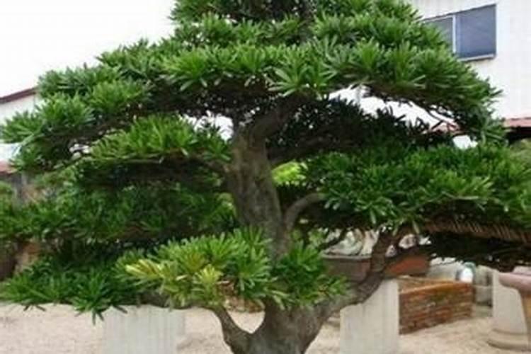 罗汉松怎么养护？