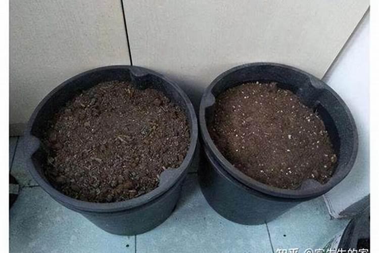 芝麻酱可以当花肥浇吗？如何浇