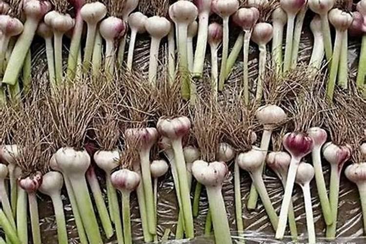 pb0果树促控的使用方法 控梢促花效果好