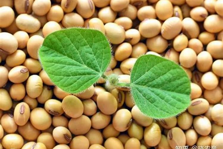 桃树什么时候打pbo