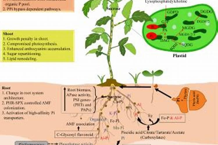 身体缺磷症状有哪些？