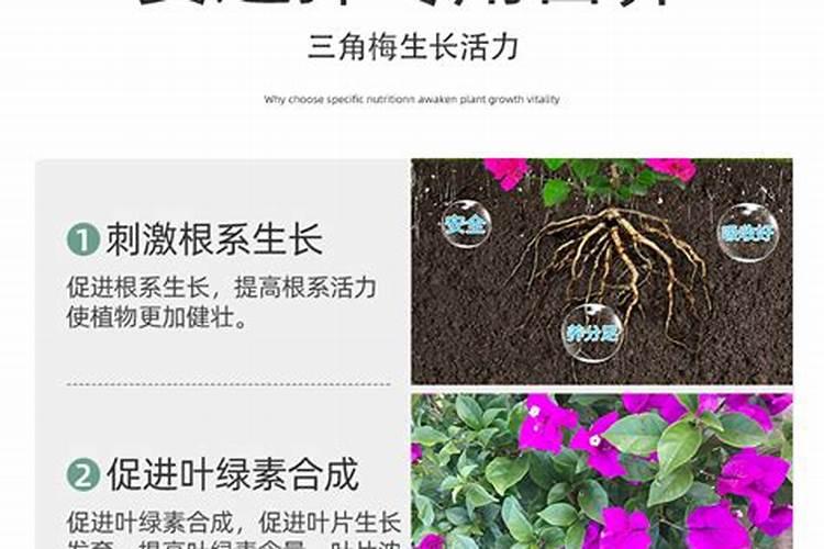 沙糖桔小果太多什么办？