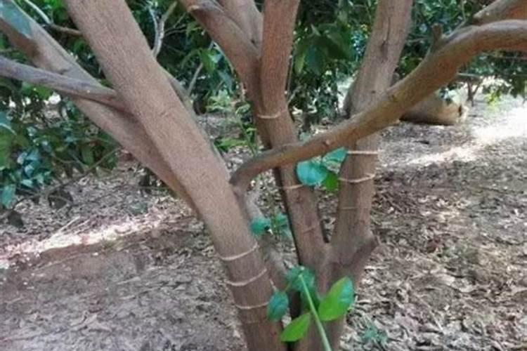 柑桔幼苗地里撒施了水溶肥,但撒施后下了一天一夜的雨,作物还能吸收到肥 ...