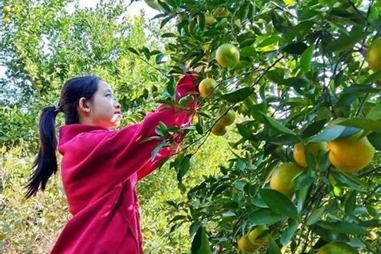 下大雨前几天可以打水肥吗？