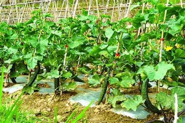 土豆叶子卷曲变干是怎么回事