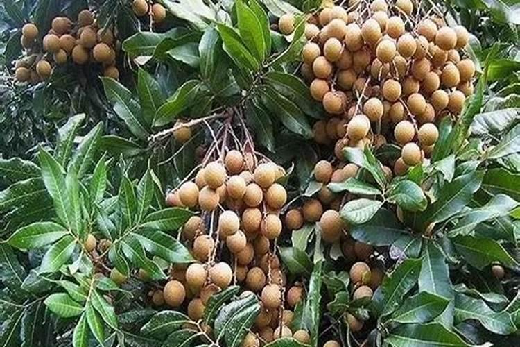 龙眼树定植2年后施哪些肥？