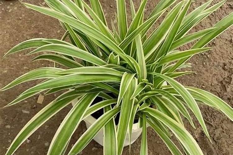 金边吊兰施什么肥料？