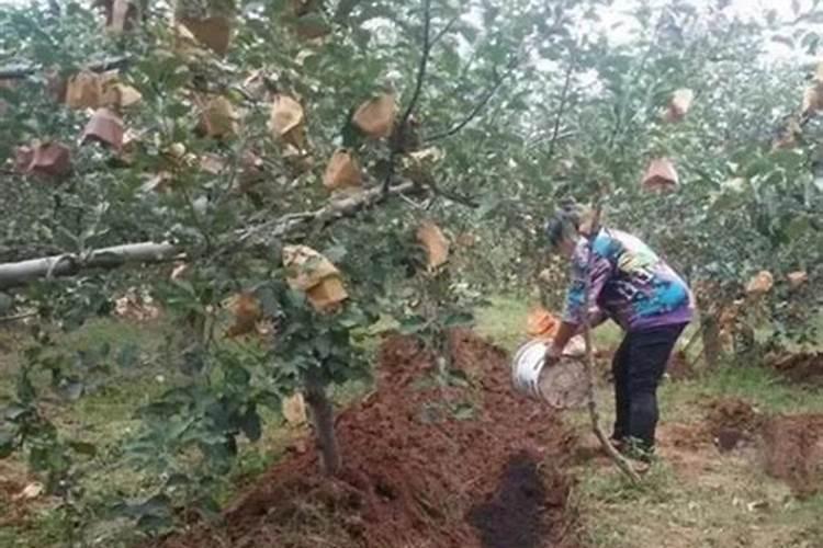 生姜怎样进行合理浇水？