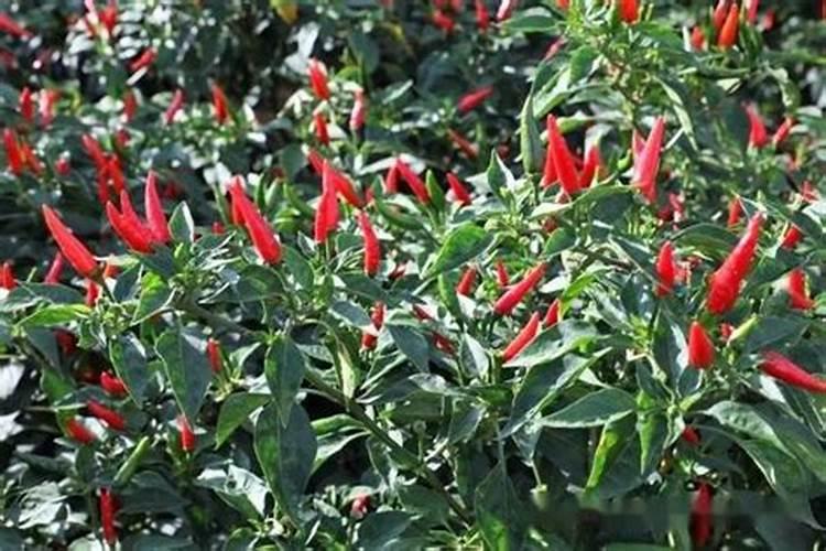 辣椒追什么肥最好,多久追一次