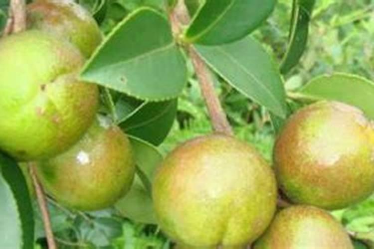 怎样对茶籽壳展开有效处理？