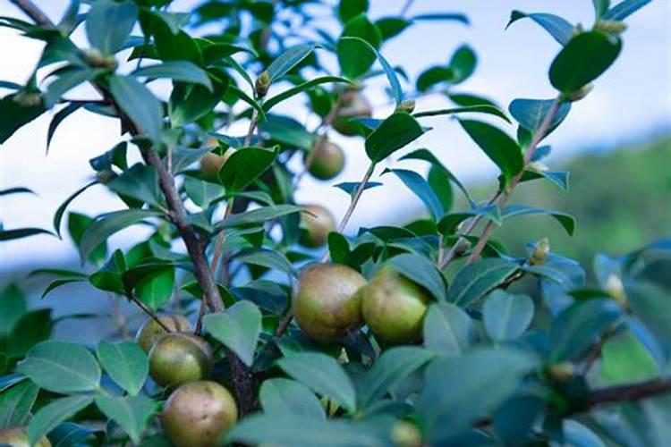 茶籽树什么时候施肥最佳