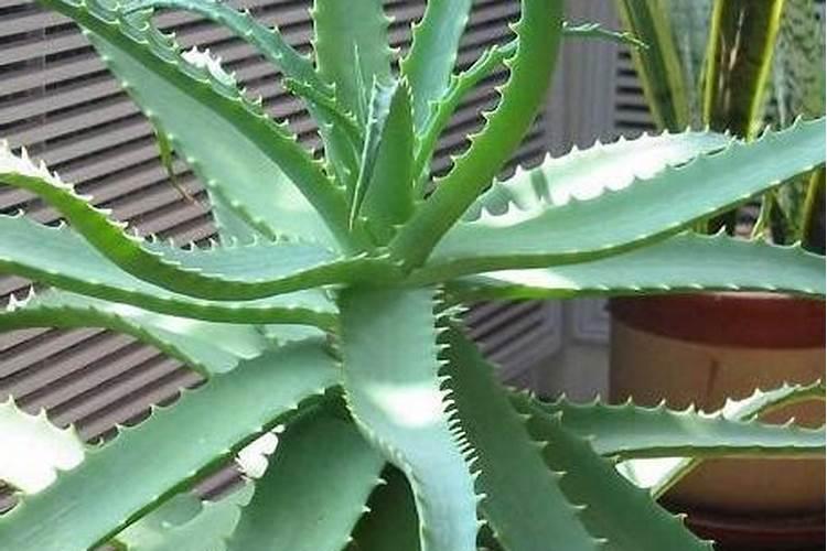 自制花肥发霉倒了酒精消毒还能用吗？