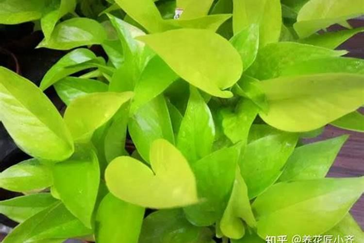 水培绿萝叶子发干发黄怎么办？