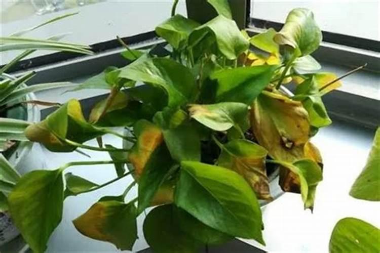 请教一下,为什么绿萝的叶子会变黄？怎么施肥？