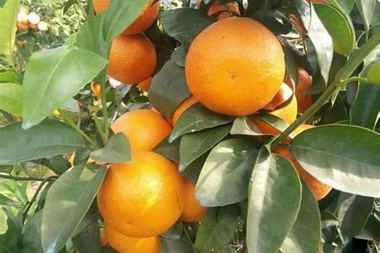 沙糖桔放什麼肥料才甜才红的好看