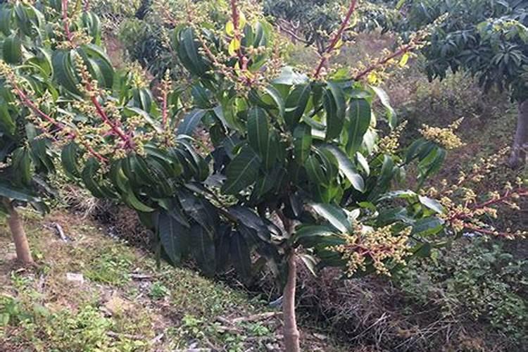 韮菜籽种植的栽培技术