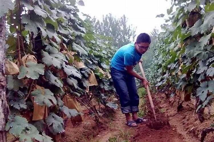 白磷肥含磷是指干基还是湿基