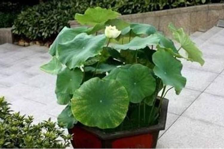 荷花夏天要怎么养