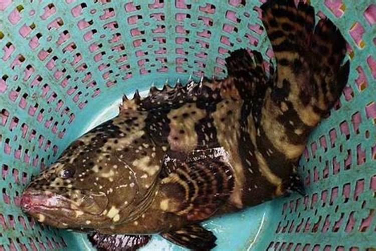 尿素施在潮湿地里不用浇水行吗？