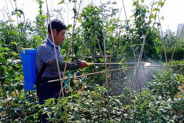尿素撒在地上没下雨会蒸发吗(撒地里不下雨会失效吗)
