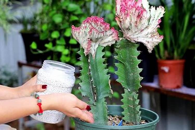 尿素洒在玉米地几天不下雨能失效吗