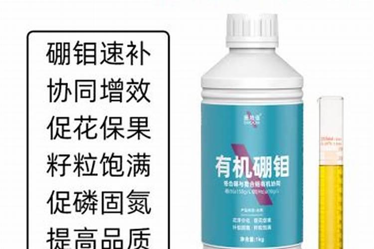 三角梅施肥方法和时间