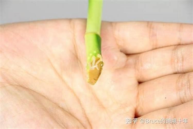 芸苔素的用途是什么？