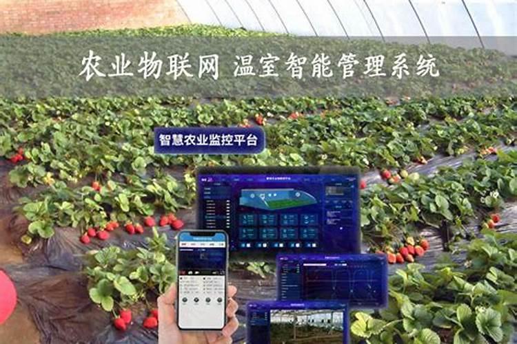 苹果树喷什么叶面肥好