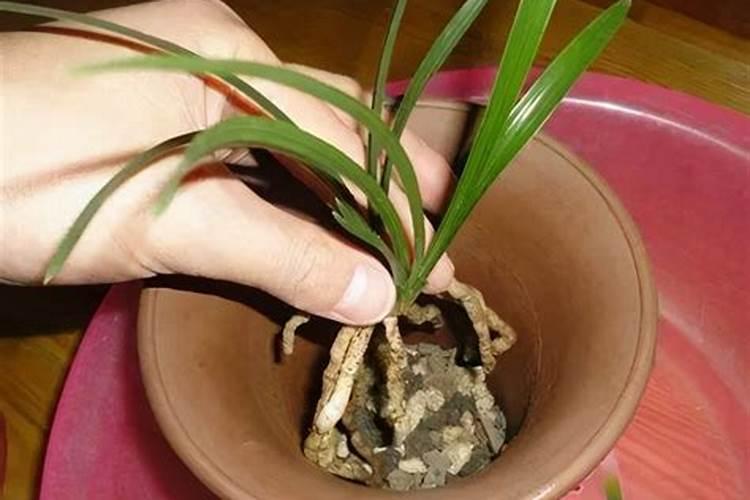 刚上盆的兰花多久施肥