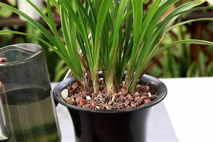 新上盆的兰花多久可以施肥 用什么肥料合适