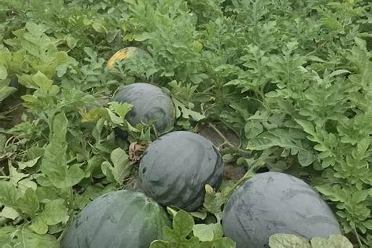 化肥有没有保质期？时间久了会不会失效？看了这个就知道!