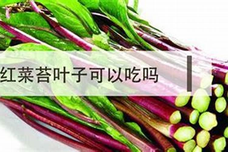 红菜苔种植时间和方法