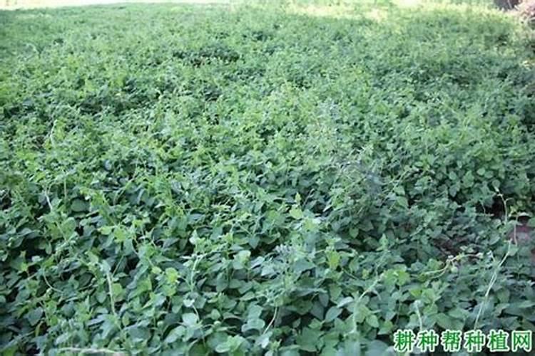 中农化肥复合肥低氯17一20一5用于小麦底肥怎么样