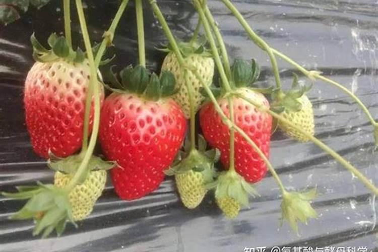 植物根系不发达缺什么肥呢？