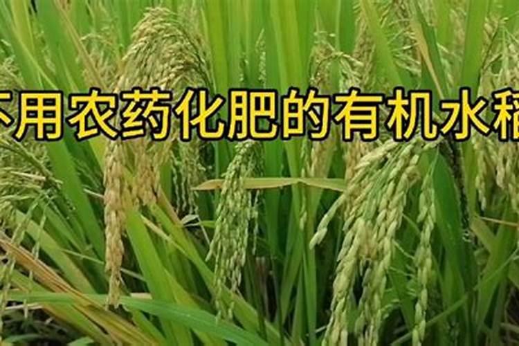 水稻穗肥用什么肥最好
