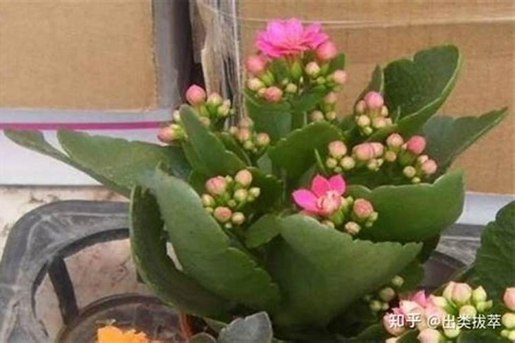 长寿花叶子变软变薄的原因