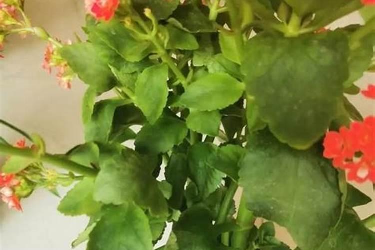 长寿花叶子变软变薄的原因