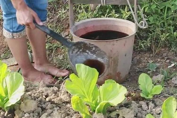 洗衣粉水能浇菜吗