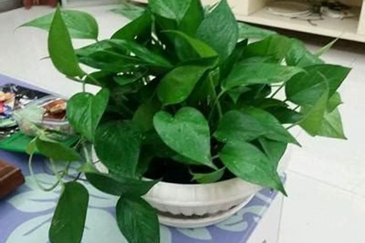 绿萝施氮肥多少比例