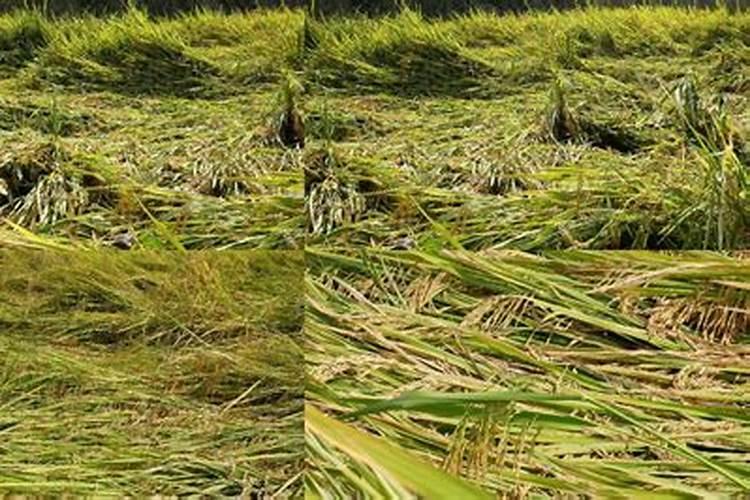 怎样防止水稻倒伏