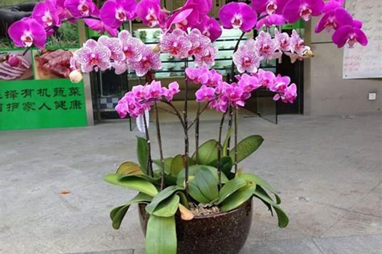 长寿花如何养护